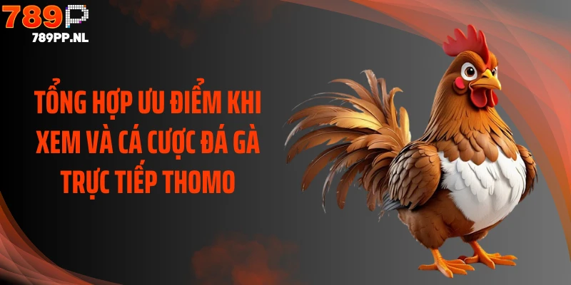 Tổng hợp ưu điểm khi xem và cá cược đá gà trực tiếp Thomo